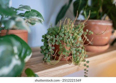 Closeup of Peperomia Prostrata (string of turtles) houseplant in ceramic flower pot on wooden shelf at home. Trendy unpretentious plant concept. Selective soft focus