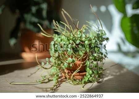 Closeup of Peperomia Prostrata (string of turtles) houseplant in ceramic flower pot on wooden table at home, sunlight. Trendy unpretentious plant concept. Selective soft focus