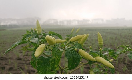 Close-up of a pepper plant with fresh, dewy leaves in a mist-covered field, creating a serene and natural atmosphere. Perfect for agricultural or nature-themed visuals. - Powered by Shutterstock