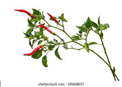 Close-up Of A Pepper Plant Isolated On White Background