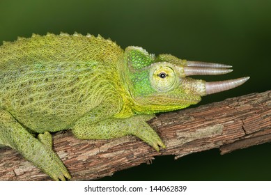 Close-up Of A Perched Jacksons Chameleon (Trioceros Jacksonii)