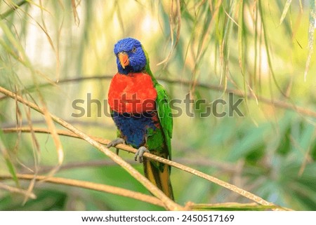 Closeup of a perched rainbow lorikeet, Trichoglossus moluccanus, or rainbow lory parrot. A vibrant colored bird native to Australia.