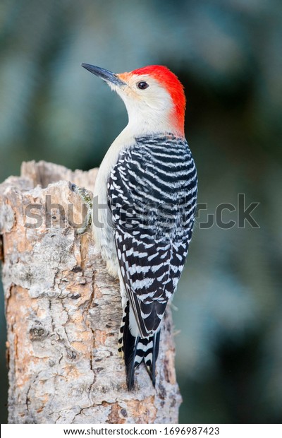 Closeup of a
perching red bellied
woodpecker