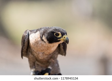 Closeup Of A Peregrine Falcon In A Sanctuary In Brisbane, Queensland, Australia.