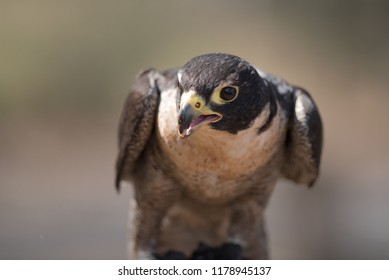 Closeup Of A Peregrine Falcon In A Sanctuary In Brisbane, Queensland, Australia.