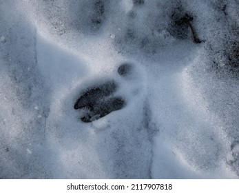 Close-up of perfect footprints of roe deer (Capreolus capreolus) on the ground covered with snow in winter in sunlight