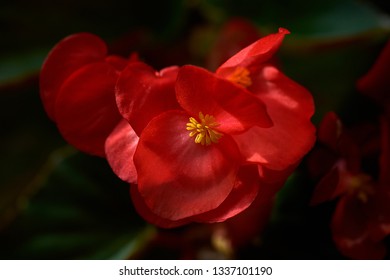 Closeup of a perfect red Begonia with yellow anthers at the centre.