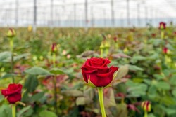 Closeup Of A Perfect Red Rose In The Foreground Of A Bed Of Rose Bushes In The Greenhouse Of A Dutch Rose Nursery.