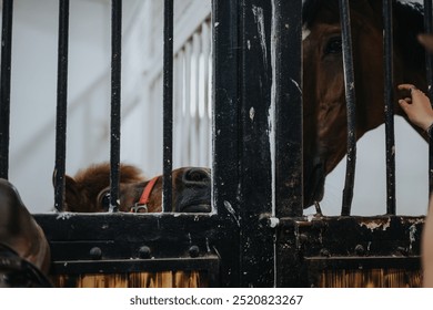 A close-up of a person checking on horses in a stable, showing one horse's nose through the black metal bars. - Powered by Shutterstock