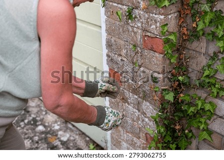 Close-up of a person doing yard work, pulling thick overgrown vines and roots away from exterior brickwork.