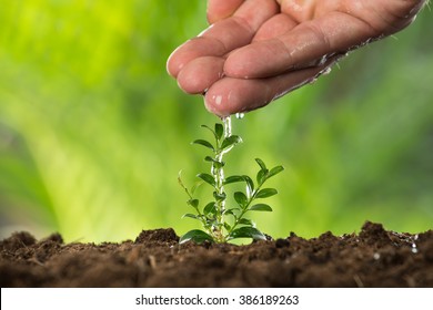 Close-up Of A Person Hand Watering To Small Plant