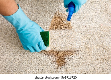 Close-up Of Person's Hand Cleaning Stain With Sponge On Carpet