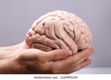 Close-up Of A Person's Hand Holding Human Brain Model - Shutterstock ID 1169495254