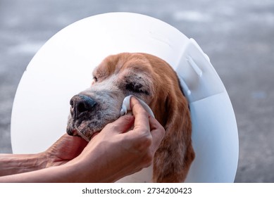 A close-up of a person's hands gently cleaning the face of a sick, senior Beagle dog wearing a protective E-collar. This shows concept of veterinary care, compassion, friendship and animal recovery.