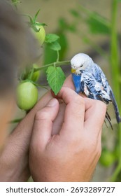 Close-up of a person's hands holding a friendly budgie near green tomatoes growing on a vine. The scene evokes a sense of calm and connection with nature.