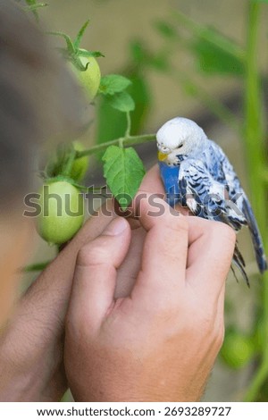Close-up of a person's hands holding a friendly budgie near green tomatoes growing on a vine. The scene evokes a sense of calm and connection with nature.