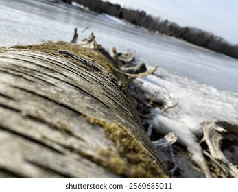 A close-up perspective of a moss-covered fallen tree trunk lying on the icy shoreline of a frozen lake. The scene reflects the quiet and serene beauty of a cold, winter day. - Powered by Shutterstock