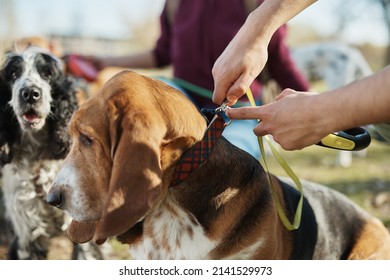 Close-up of pet sitter attaching a leach on basset's collar during a walk in nature. - Shutterstock ID 2141529973