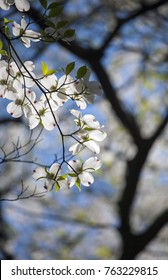 A Close-up Of Petals Of A Flowering Dogwood Tree Against The Blurred Background Of Another Blooming Dogwood Tree. Seen In Washington, DC