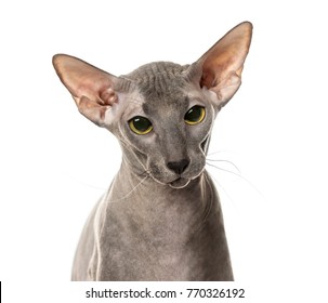 Close-up Of Peterbald Face