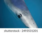 close-up pf the head of a blue shark, Prionace glauca, encountered off Cape Infanta, South Africa