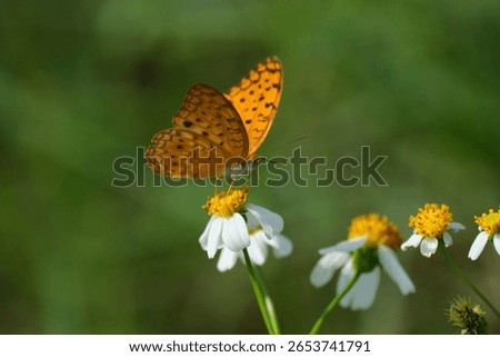 A closeup of the Phalanta phalantha, the common leopard butterfly.