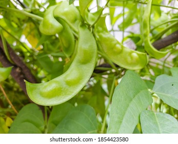 Close-Up Phaseolus lunatus, lima bean, butter bean, sieva bean, or Madagascar bean, is a legume grown for its edible seeds or beans.