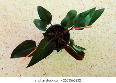 Closeup To Philodendron Majesty In The Pot    