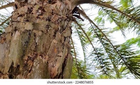 Closeup of Phoenix canariensis trees. Palm tree. 