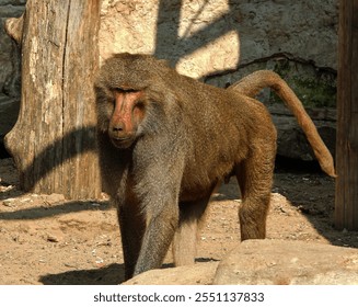 Close-up photo of an adult baboon in the enclosure at the Warsaw Zoo - full silhouette - Powered by Shutterstock