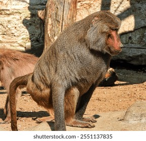 Close-up photo of an adult baboon in the enclosure at the Warsaw Zoo - full silhouette - Powered by Shutterstock