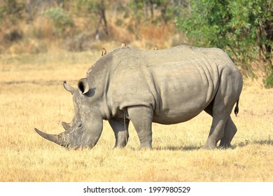 A close-up photo of an adult female white rhino grazing short grass at a private game reserve in South Africa.