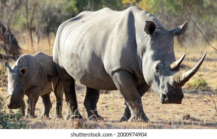 A close-up photo of an adult female white rhino with her baby close by, at a private game reserve in South Africa.