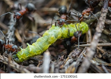 close-up photo of an aggressive attack of a forest ant (Formica rufa L.)                               
