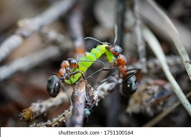 close-up photo of an aggressive attack of a forest ant (Formica rufa L.)                               