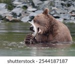 Close-up photo of an Alaskan Brown Bear eating a Salmon fish in Big River Lakes, Alaska, USA	