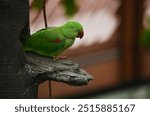 A close-up photo of an Alexandrine Parakeet.