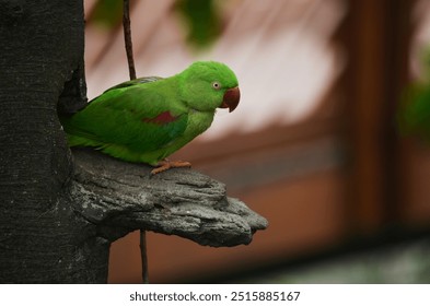 A close-up photo of an Alexandrine Parakeet. - Powered by Shutterstock