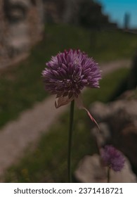 Closeup photo of Allium aucheri (Ornamental onion flower)