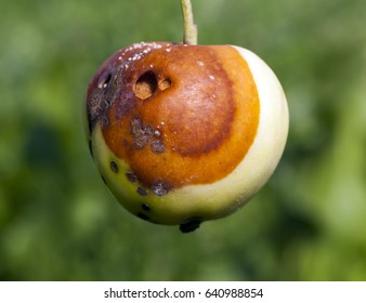   Close-up Photo Of An Apple On Which Mold And Decay Formed