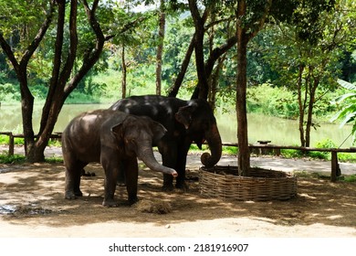 Close-up Photo Of Asian Warming Hug Of Elephant Mother And Baby Eating Grass Under The Shade Of A Large Tree, Asia Elephants Have A Big Head And Small Ears, Natural Photo, Lovely Animal Mom And Baby