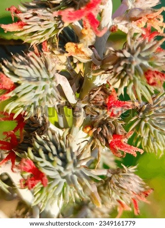 Close-up photo of baby pod Ricinus communis with beautiful colors for background, nature background.
