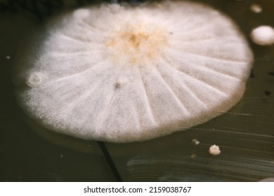 closeup photo of bacterial colonies grown on yello agar media