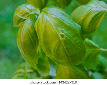 Closeup photo of basil plant (Ocimum basilicum L.)  Insect bite on the leaf. - Shutterstock ID 1434227318