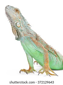 Closeup Photo Beautiful Green Iguana Lizard Stock Photo 372129643 ...