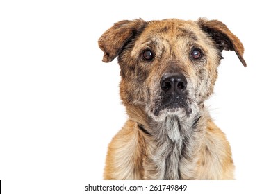 Closeup Photo Beautiful Large Labrador Chow Stock Photo 261749849 