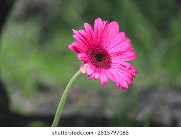 A close-up photo of a beautiful pink Gerbera daisy with glistening dewdrops on its petals. The flower stands out against a blurred green background, creating a stunning natural scene. - Powered by Shutterstock