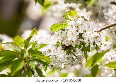 Closeup photo of a bee collects nectar from a fruit cherry tree flower. Blossoming branch with flower of cherry tree and a honey bee in spring. - Shutterstock ID 1975046858