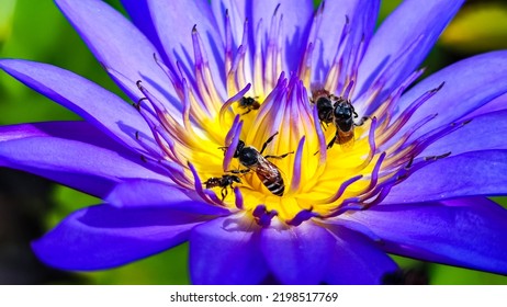 Close-up Photo Bees Foraging On Purple Lotus Pollen Green Background