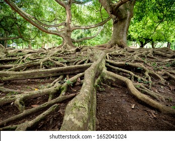 Closeup photo of big root structure of banyan tree in the botanical garden